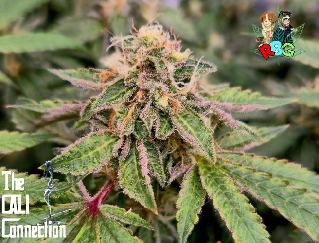 RDWC Cherry Bellini 1st photo grow. Week 14 - Week 14
Flower week 8
Flower day 4