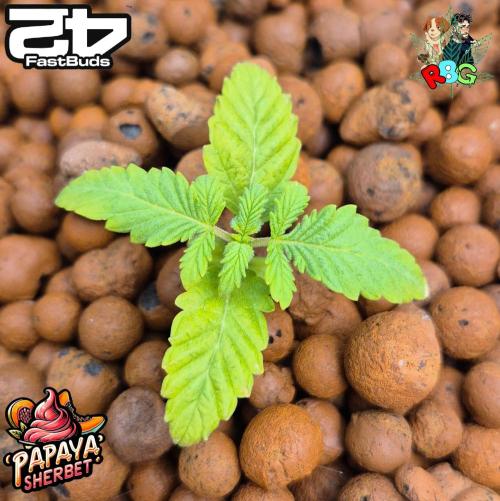 Papaya sherbet ( DWC ). Week 3 - Week 3 
Veg day 3