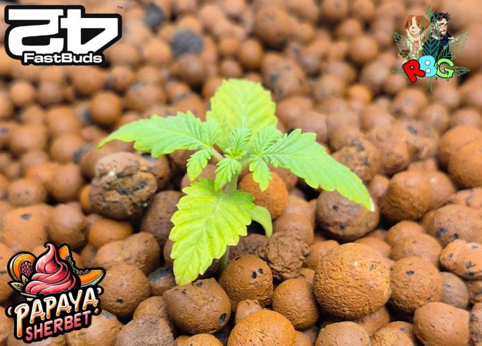 Papaya sherbet ( DWC ). Week 3 - Week 3 
Veg day 3