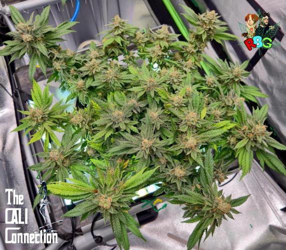 RDWC LA Punch 1st photo grow. Week 14 - Week 14
Flower week 8
Flower day 5