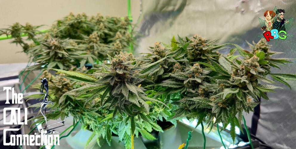 RDWC LA Punch 1st photo grow. Week 14 - Week 14
Flower week 8
Flower day 5