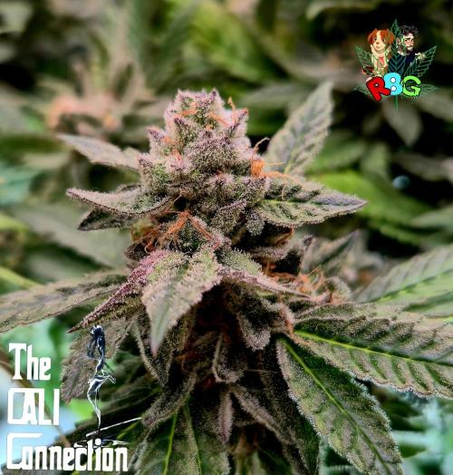 RDWC LA Punch 1st photo grow. Week 14 - Week 14
Flower week 8
Flower day 5