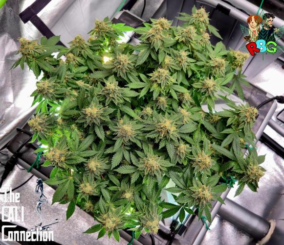 RDWC GRAPE OG 1st photo grow. Week 14 - Week 14
Flower week 8
Flower day 5