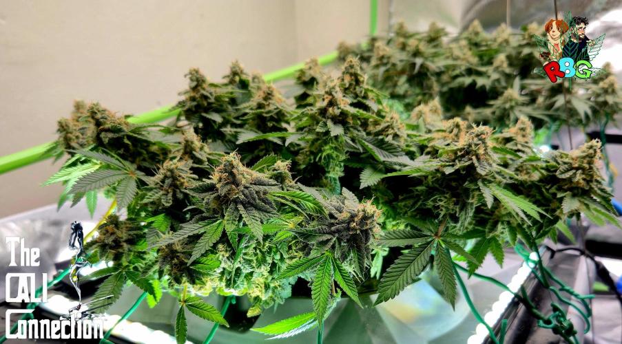 RDWC GRAPE OG 1st photo grow. Week 14 - Week 14
Flower week 8
Flower day 5