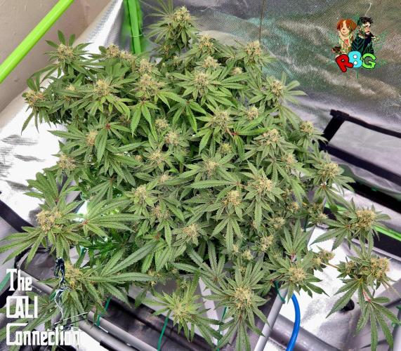 RDWC Cherry Bellini 1st photo grow. Week 14 - Week 14
Flower week 8
Flower day 5