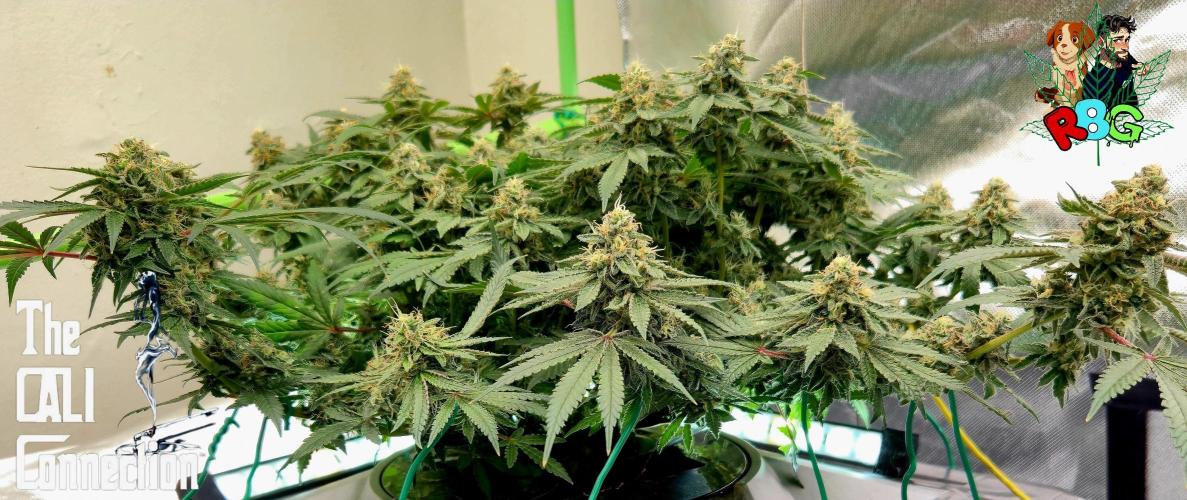 RDWC Cherry Bellini 1st photo grow. Week 14 - Week 14
Flower week 8
Flower day 5