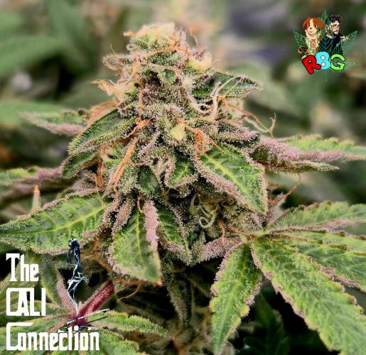 RDWC Cherry Bellini 1st photo grow. Week 14 - Week 14
Flower week 8
Flower day 5