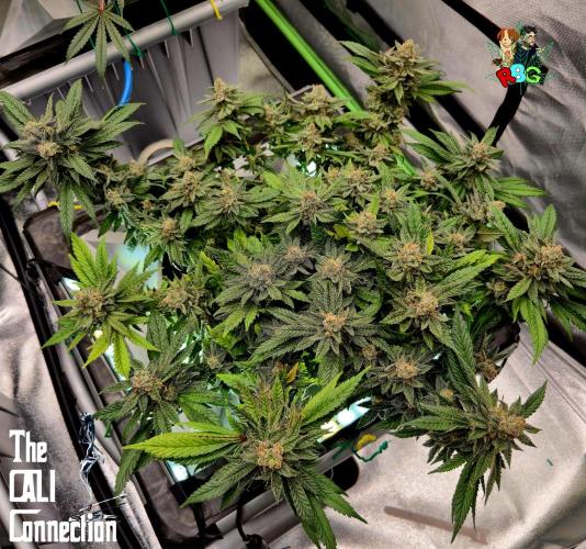 RDWC LA Punch 1st photo grow. Week 14 - Week 14
Flower week 8
Flower day 6