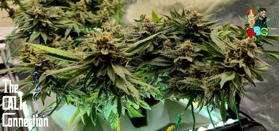 RDWC LA Punch 1st photo grow. Week 14 - Week 14
Flower week 8
Flower day 6