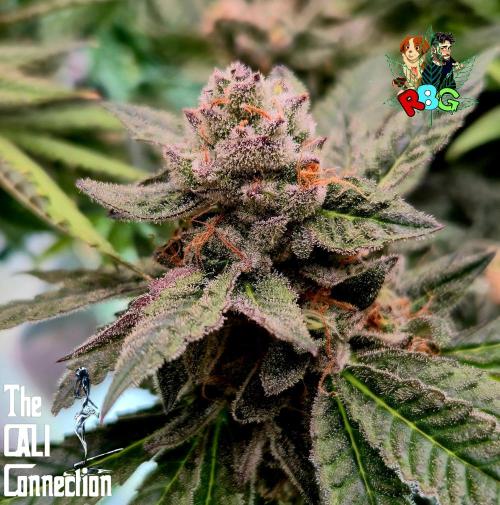 RDWC LA Punch 1st photo grow. Week 14 - Week 14
Flower week 8
Flower day 6