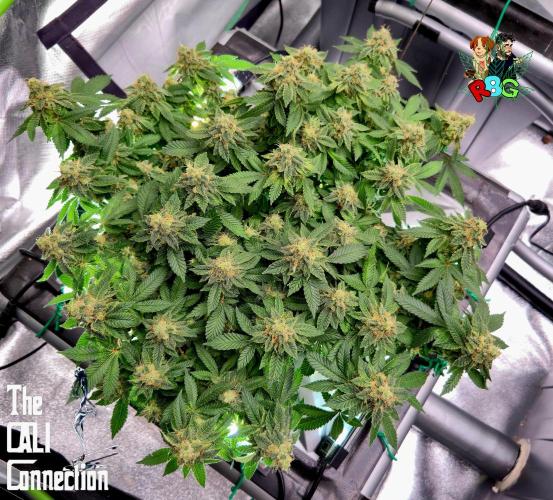 RDWC GRAPE OG 1st photo grow. Week 14 - Week 14
Flower week 8
Flower day 6