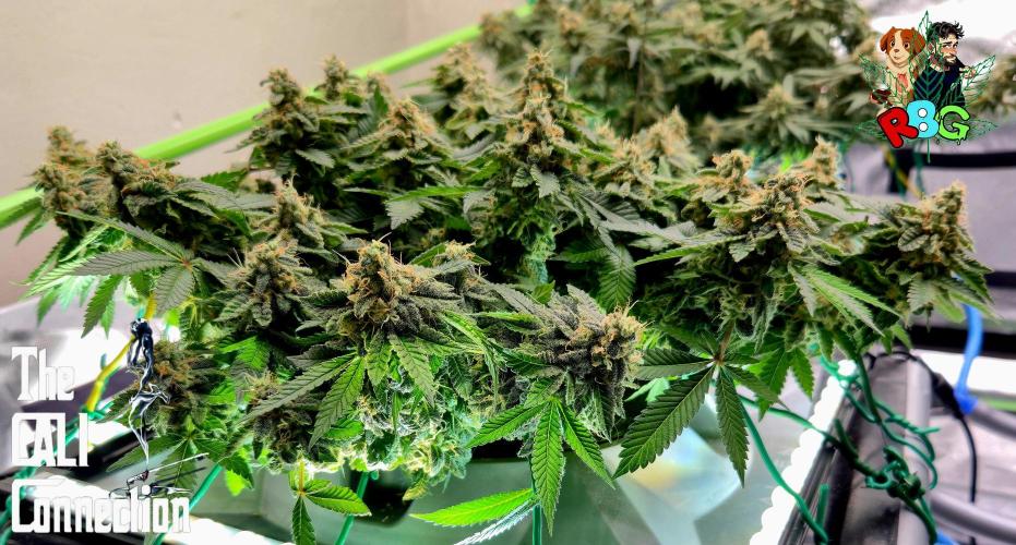 RDWC GRAPE OG 1st photo grow. Week 14 - Week 14
Flower week 8
Flower day 6