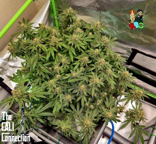 RDWC Cherry Bellini 1st photo grow. Week 14 - Week 14
Flower week 8
Flower day 6