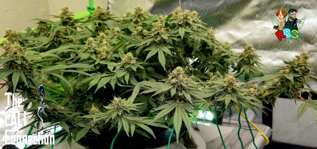 RDWC Cherry Bellini 1st photo grow. Week 14 - Week 14
Flower week 8
Flower day 6