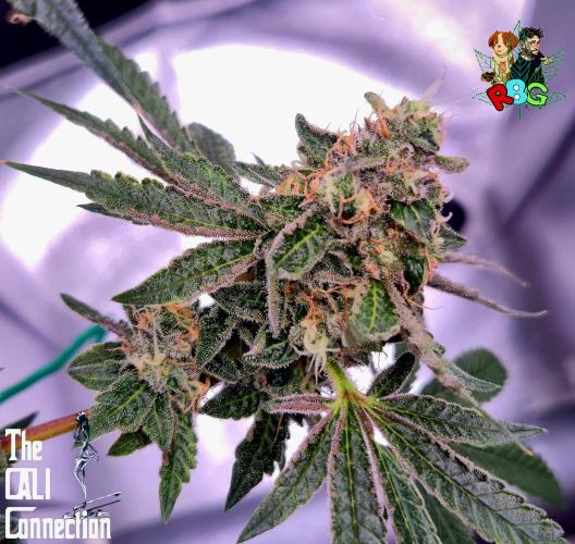 RDWC Cherry Bellini 1st photo grow. Week 14 - Week 14
Flower week 8
Flower day 6