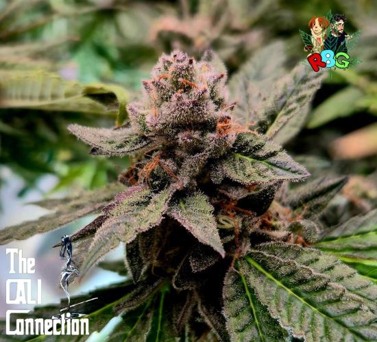 RDWC LA Punch 1st photo grow. Week 14 - Week 14
Flower week 8
Flower day 7