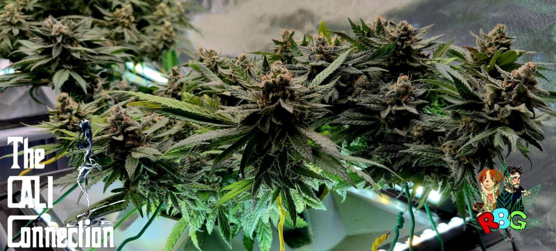 RDWC LA Punch 1st photo grow. Week 14 - Week 14
Flower week 8
Flower day 7