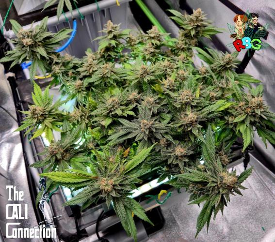 RDWC LA Punch 1st photo grow. Week 14 - Week 14
Flower week 8
Flower day 7