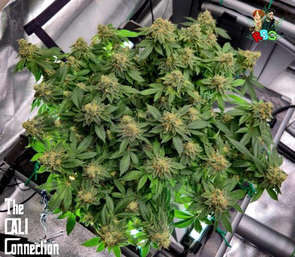 RDWC GRAPE OG 1st photo grow. Week 14 - Week 14
Flower week 8
Flower day 7