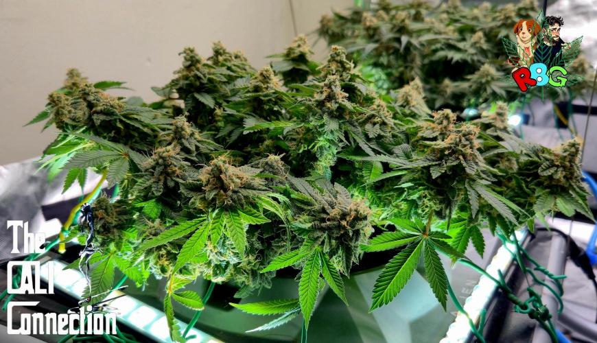 RDWC GRAPE OG 1st photo grow. Week 14 - Week 14
Flower week 8
Flower day 7