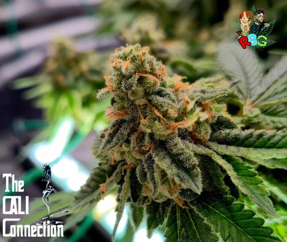 RDWC GRAPE OG 1st photo grow. Week 14 - Week 14
Flower week 8
Flower day 7