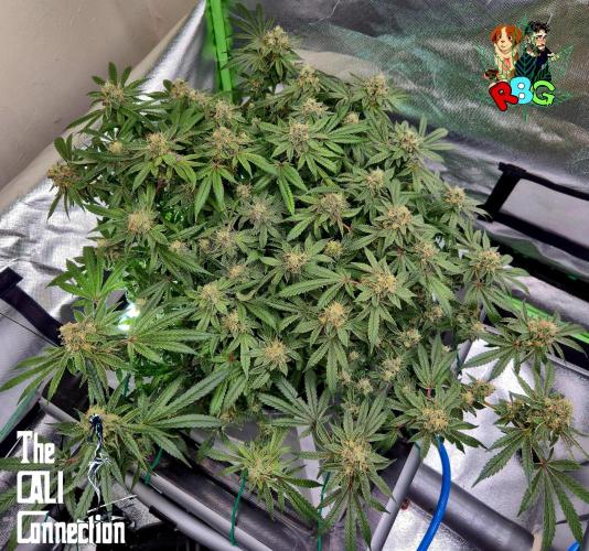 RDWC Cherry Bellini 1st photo grow. Week 14 - Week 14
Flower week 8
Flower day 7