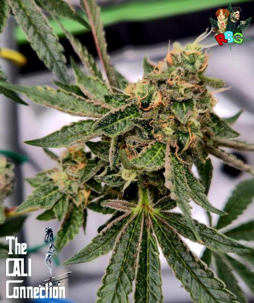 RDWC Cherry Bellini 1st photo grow. Week 14 - Week 14
Flower week 8
Flower day 7