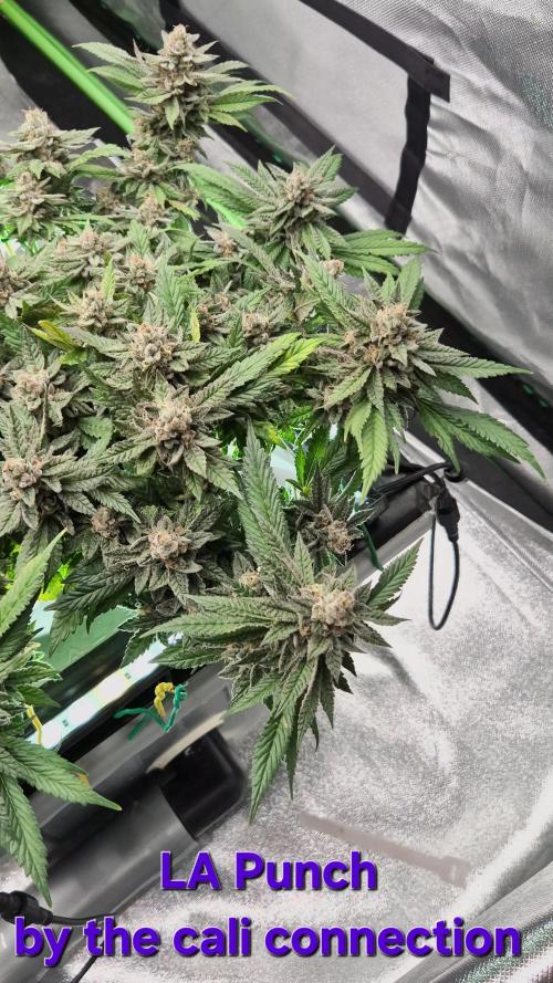 RDWC LA Punch 1st photo grow