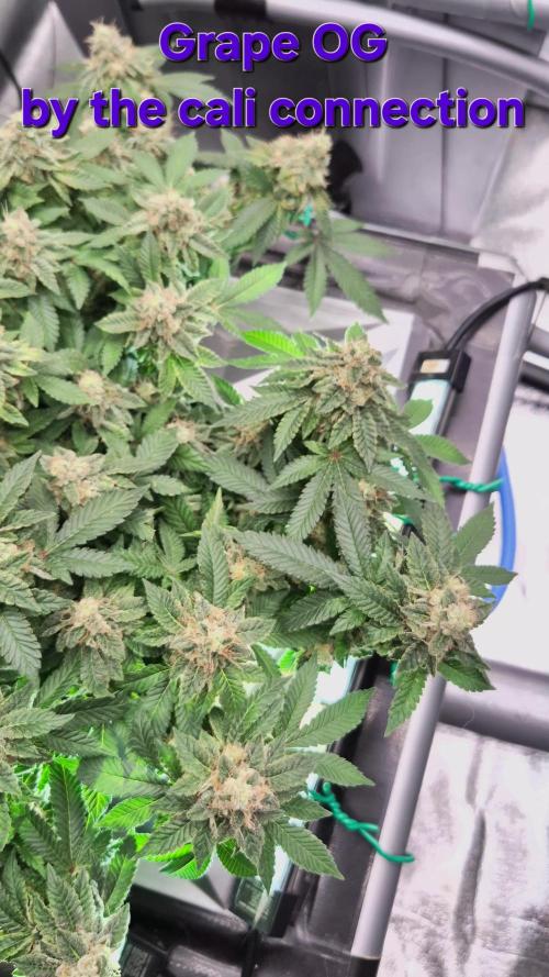 RDWC GRAPE OG 1st photo grow