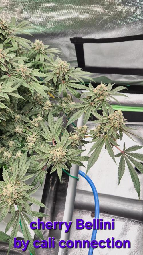 RDWC Cherry Bellini 1st photo grow