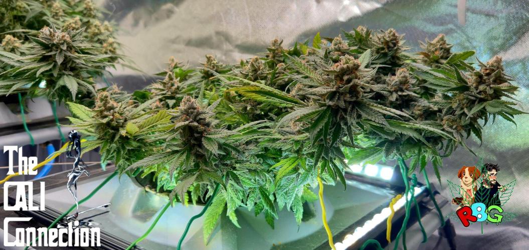 RDWC LA Punch 1st photo grow. Week 15 - Week 15
Flower week 9 
Day 1 