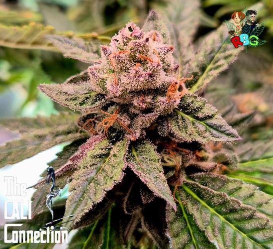 RDWC LA Punch 1st photo grow. Week 15 - Week 15
Flower week 9 
Day 1