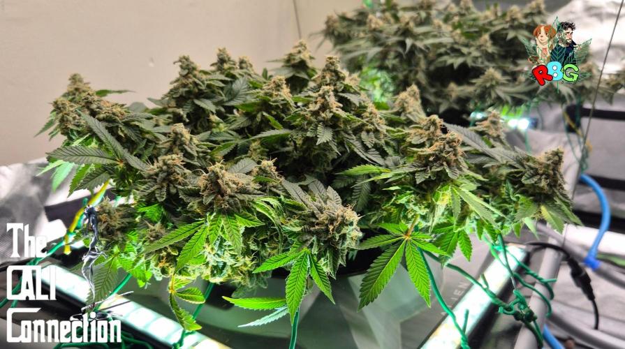 RDWC GRAPE OG 1st photo grow. Week 15 - Week 15
Flower week 9 
Day 1 