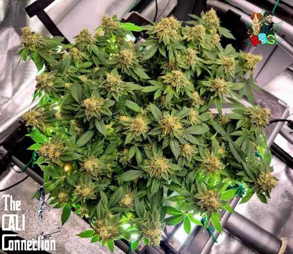 RDWC GRAPE OG 1st photo grow. Week 15 - Week 15
Flower week 9 
Day 1 