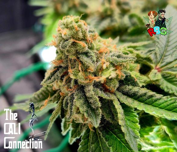 RDWC GRAPE OG 1st photo grow. Week 15 - Week 15
Flower week 9 
Day 1 