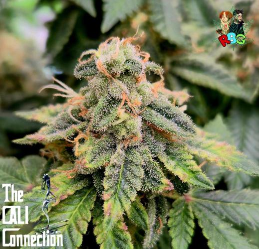 RDWC GRAPE OG 1st photo grow. Week 15 - Week 15
Flower week 9 
Day 1 