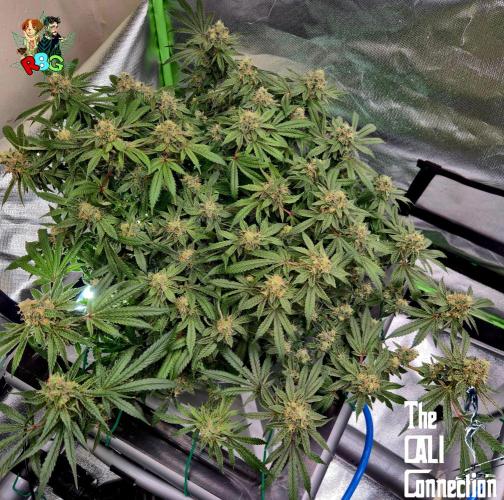 RDWC Cherry Bellini 1st photo grow. Week 15 - Week 15
Flower week 9 
Day 1 