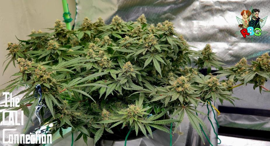 RDWC Cherry Bellini 1st photo grow. Week 15 - Week 15
Flower week 9 
Day 1 