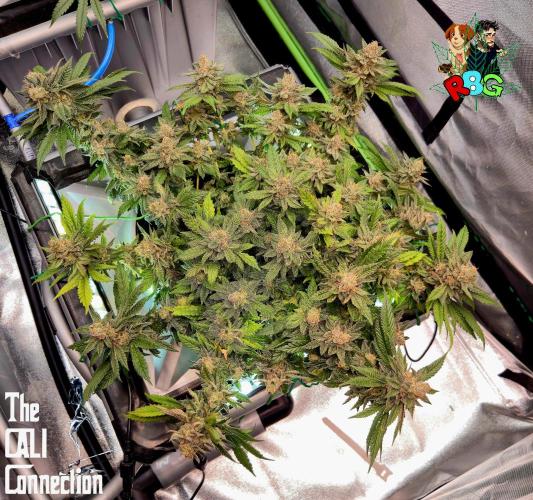 RDWC LA Punch 1st photo grow. Week 15 - Week 15
Flower week 9 
Day 2