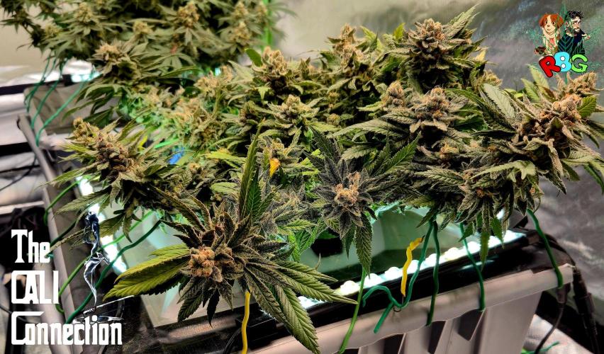 RDWC LA Punch 1st photo grow. Week 15 - Week 15
Flower week 9 
Day 2