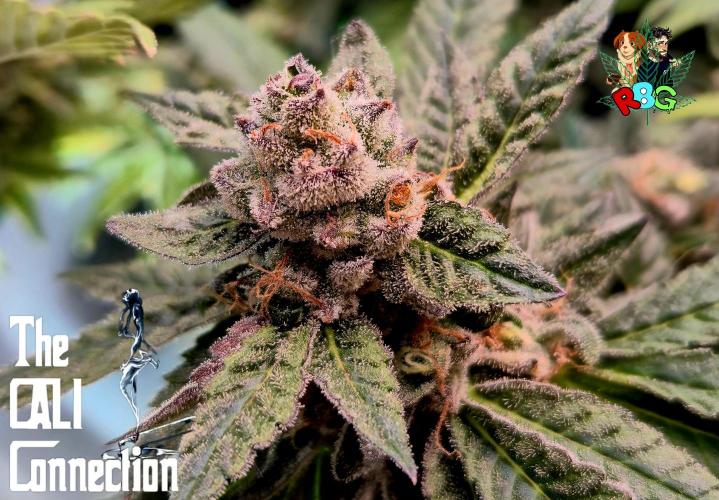 RDWC LA Punch 1st photo grow. Week 15 - Week 15
Flower week 9 
Day 2