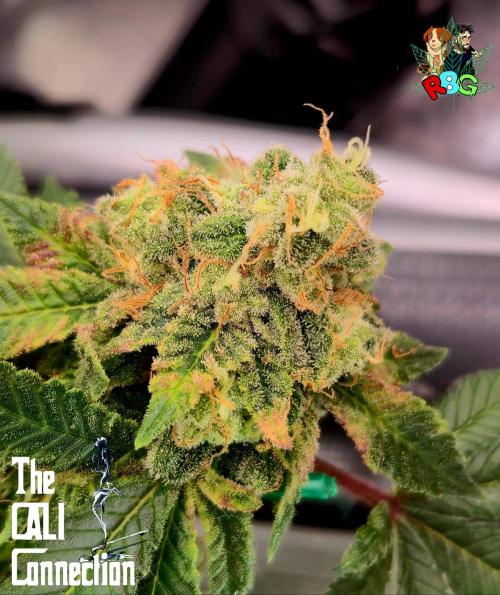 RDWC GRAPE OG 1st photo grow. Week 15 - Week 15
Flower week 9 
Day 2