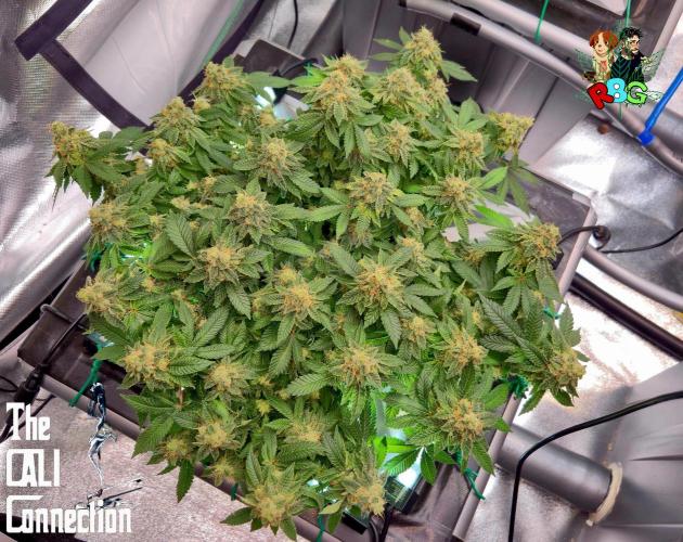 RDWC GRAPE OG 1st photo grow. Week 15 - Week 15
Flower week 9 
Day 2