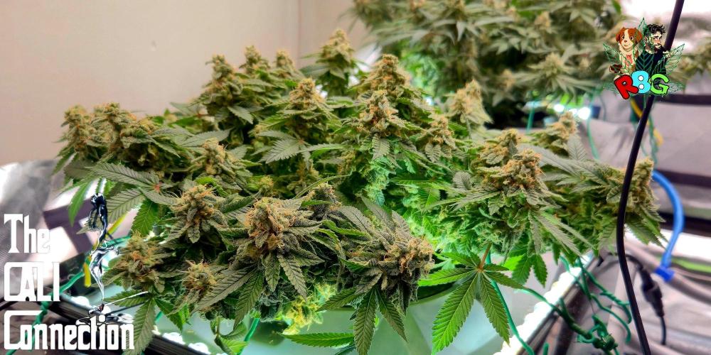 RDWC GRAPE OG 1st photo grow. Week 15 - Week 15
Flower week 9 
Day 2