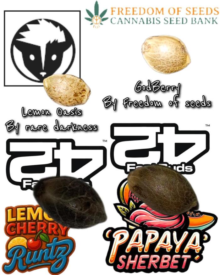 GodBerry. Week 0 - 14/12/25