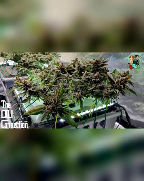 RDWC LA Punch 1st photo grow. Week 15 - Week 15
Flower week 9 
Day 5