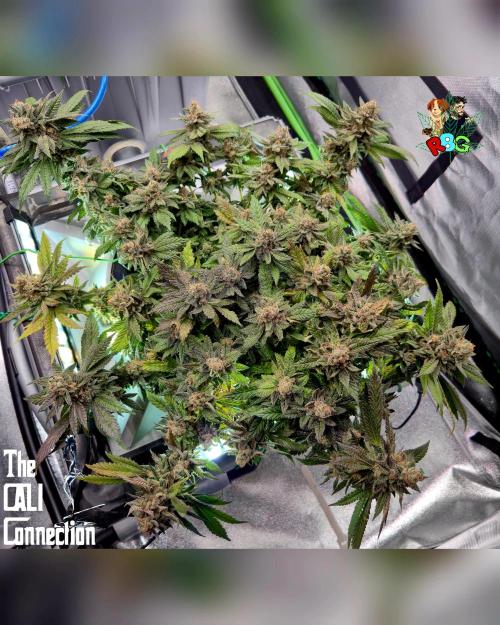 RDWC LA Punch 1st photo grow. Week 15 - Week 15
Flower week 9 
Day 5