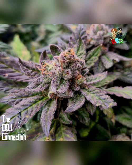 RDWC LA Punch 1st photo grow. Week 15 - Week 15
Flower week 9 
Day 5