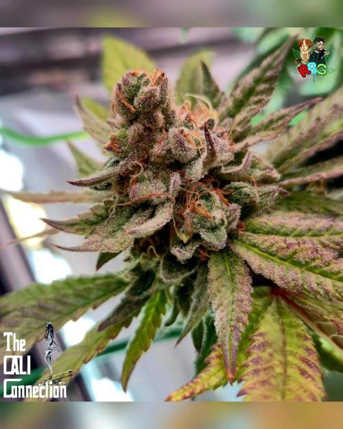 RDWC LA Punch 1st photo grow. Week 15 - Week 15
Flower week 9 
Day 5