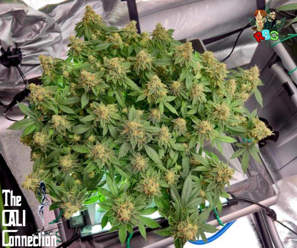 RDWC GRAPE OG 1st photo grow. Week 15 - Week 15
Flower week 9 
Day 5